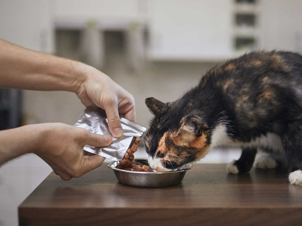Wie viel Nassfutter braucht eine Katze am Tag?