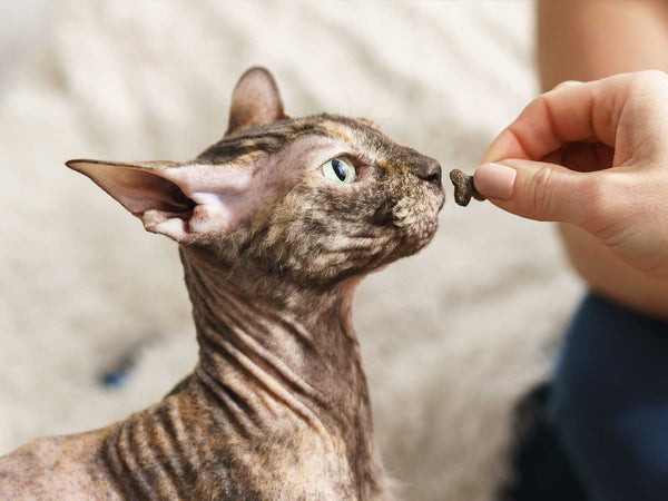 Katzensnacks selber machen: einfache und sichere Ideen