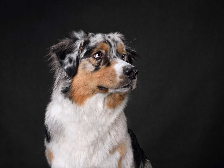 Australian Shepherd
