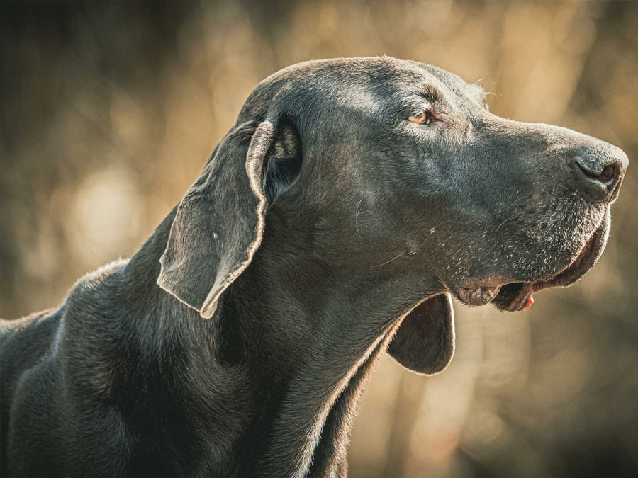 Deutsche Dogge