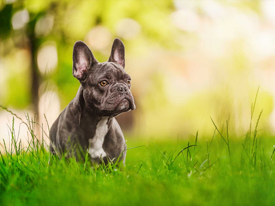 Französische Bulldogge