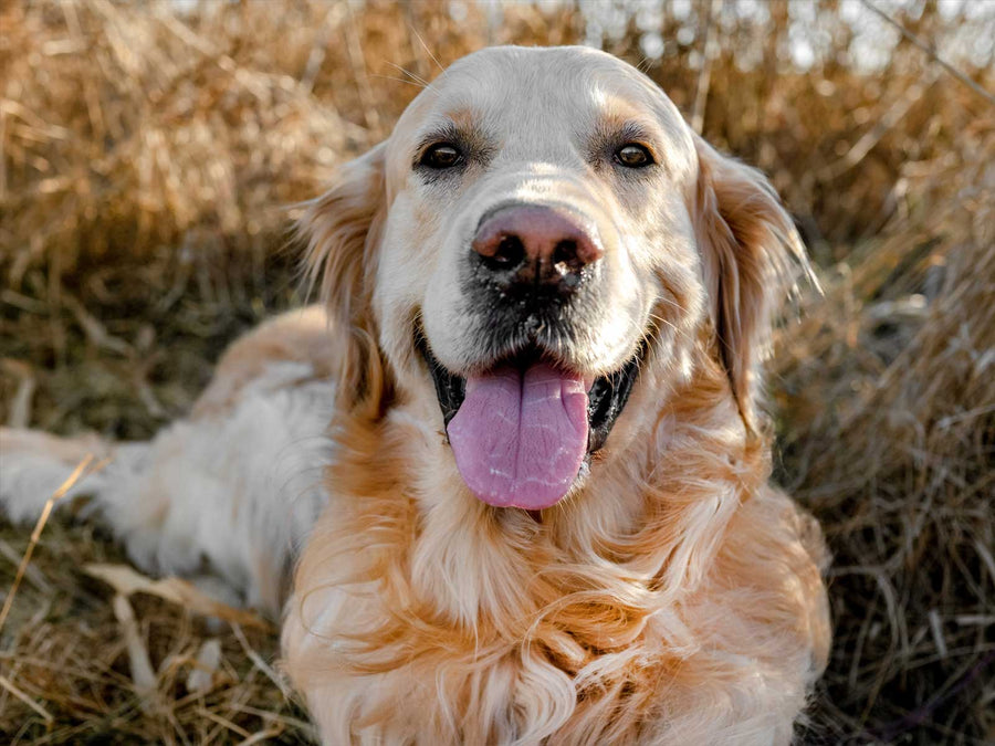 Golden Retriever