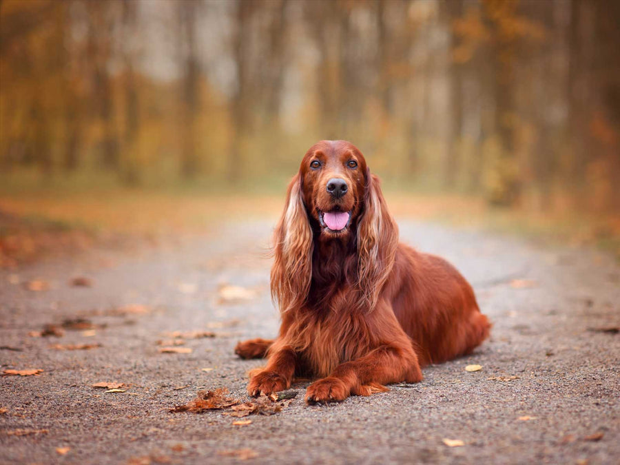 Irish Setter