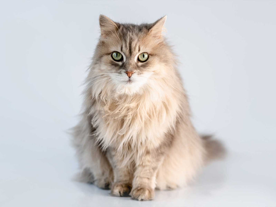 Norwegische Waldkatze