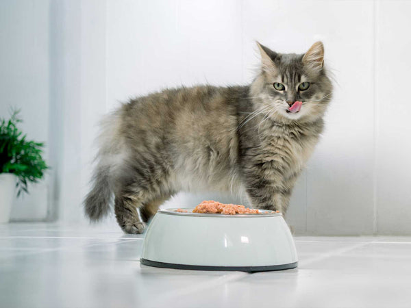 Nahrungsergänzung für Katzen: wann sie wirklich sinnvoll ist
