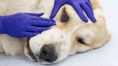 Entropium beim Hund: Eine umfassende Anleitung