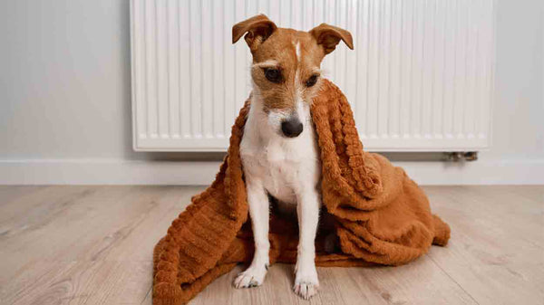 Laute Magen-Darm-Geräusche beim Hund: Hausmittel und Tipps - Solli's Hundebedarf