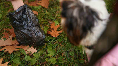 Hundekot: Erst fest, dann dünn – Ursachen und Lösungen
