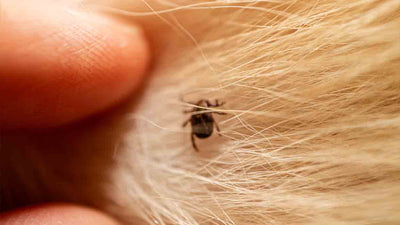 Zeckenkopf stecken geblieben im Hund: Was tun?