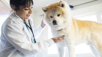 Hund frisst Gras und erbricht weißen Schleim: Ursachen, Symptome und Hilfe