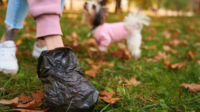 Nächtlicher Durchfall beim Hund: Ursachen, Tipps und Lösungen