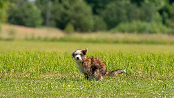 Hund frisst Kot: Ursachen, Risiken und Lösungen - Solli's Hundebedarf