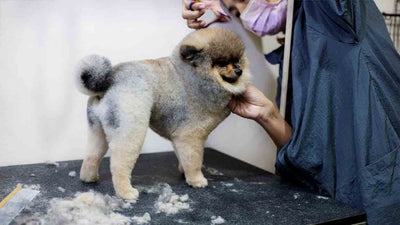 Hund trimmen: Tipps und Anleitung zur optimalen Fellpflege