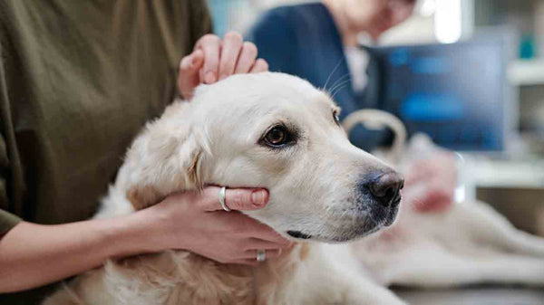 Schleichende Vergiftung bei Hunden: Ursachen, Behandlung und Vorbeugung - Solli's Hundebedarf