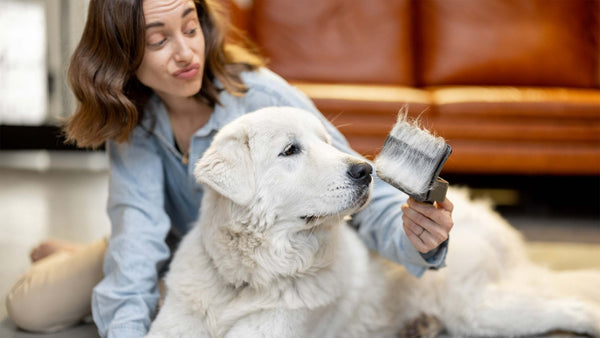 Haarausfall beim Hund - Solli's Hundebedarf