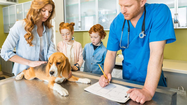 Herzinsuffizienz beim Hund - Solli's Hundebedarf