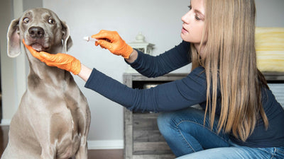 Zahnpflege beim Hund