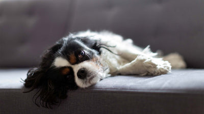 Beruhigungsmittel für Hunde