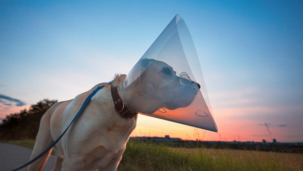 Hotspot beim Hund - Solli's Hundebedarf