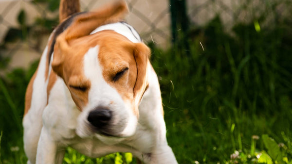 Warum dein Hund zittert - Solli's Hundebedarf