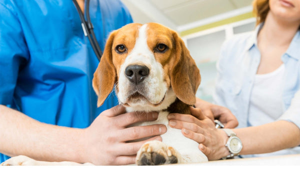 Cushing Syndrom beim Hund - Solli's Hundebedarf