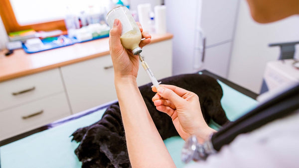 Spondylose beim Hund - Solli's Hundebedarf