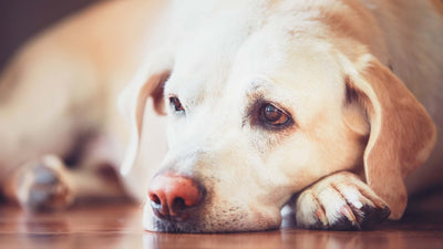 Leishmaniose beim Hund