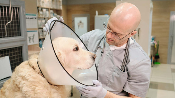 Analdrüsen beim Hund - Solli's Hundebedarf