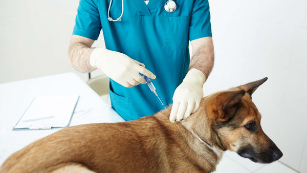 Diabetes beim Hund - Solli's Hundebedarf
