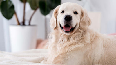 Rückwärtsniesen beim Hund