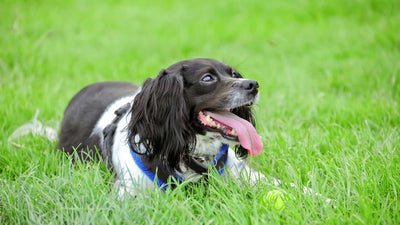 Darmsanierung beim Hund
