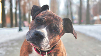 Verstopfung beim Hund
