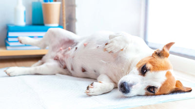 Bauchschmerzen beim Hund