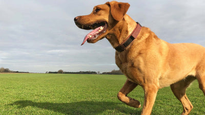 Warum Ihr Hund humpelt