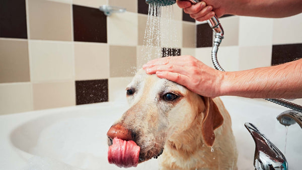 Schuppen beim Hund - Solli's Hundebedarf