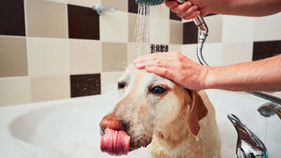 Schuppen beim Hund