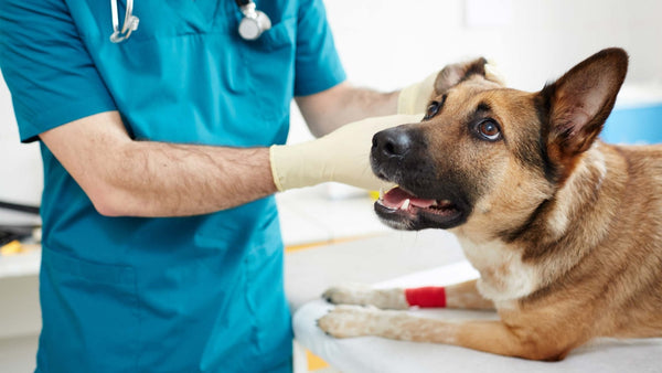 Ohrenentzündung beim Hund - Solli's Hundebedarf