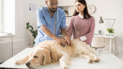 Hund erbricht – Alles, was du jetzt wissen musst!