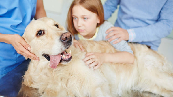 Borreliose beim Hund - Solli's Hundebedarf