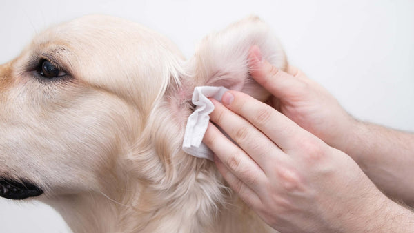 Ohrmilben beim Hund - Solli's Hundebedarf