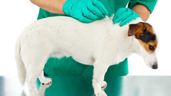 Flöhe beim Hund - Solli's Hundebedarf