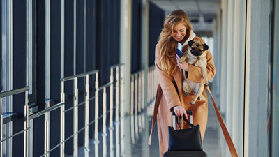 Fliegen mit einem Hund