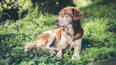 Grasmilben beim Hund