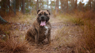 Übergewicht bei Hunden