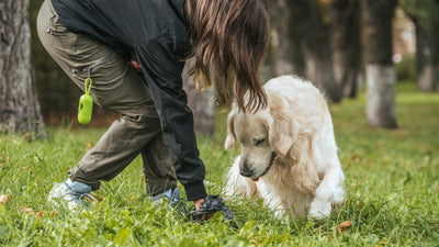 Hundekot – Alles was Sie wissen müssen