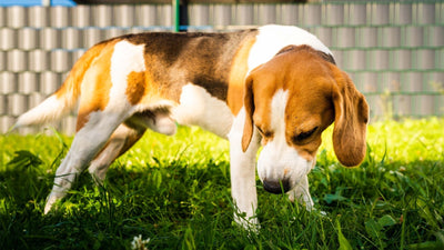 Warum frisst mein Hund Gras?