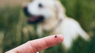 Zecken beim Hund
