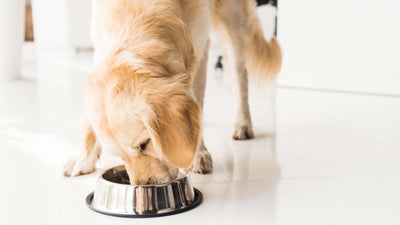 Hundefutter aufbewahren