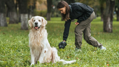Durchfall beim Hund
