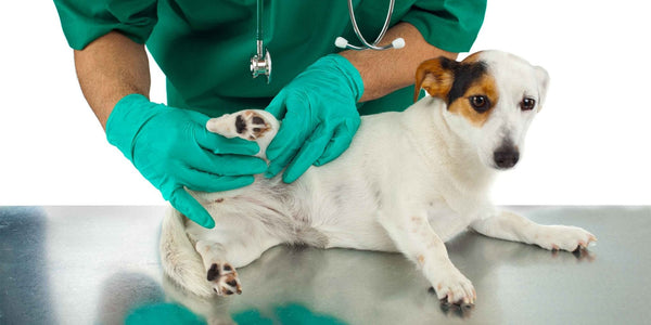 Hüftdysplasie beim Hund - Solli's Hundebedarf